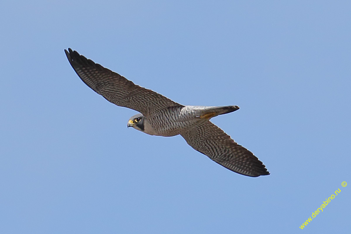  Falco peregrinus Peregrine Falcon