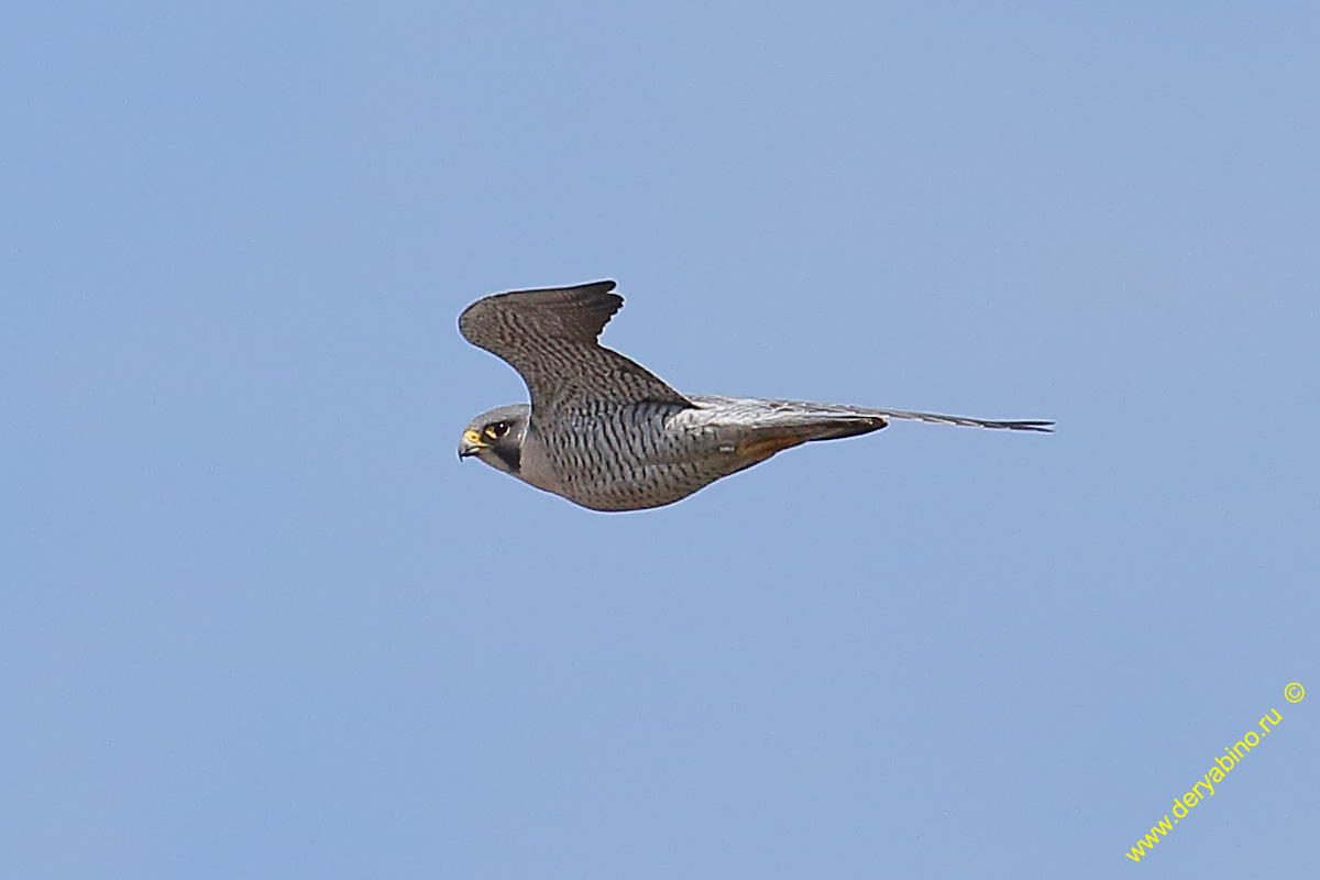  Falco peregrinus Peregrine Falcon