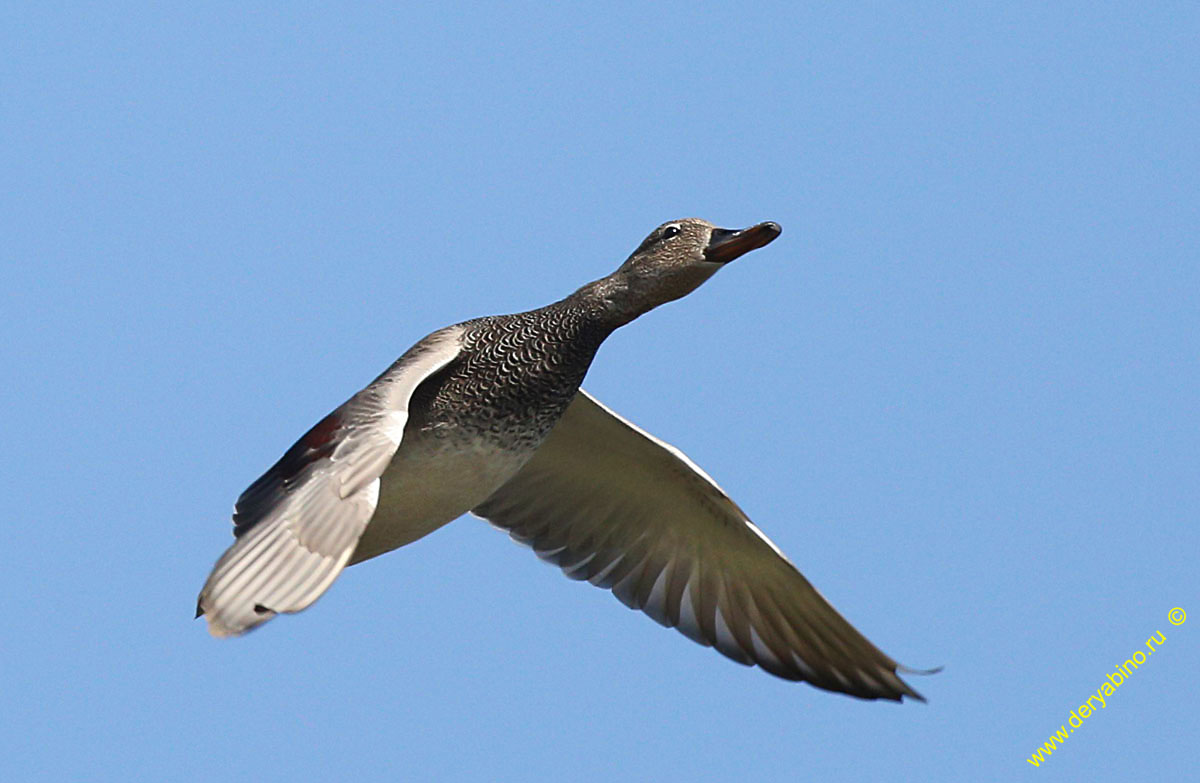   Anas strepera Gadwall