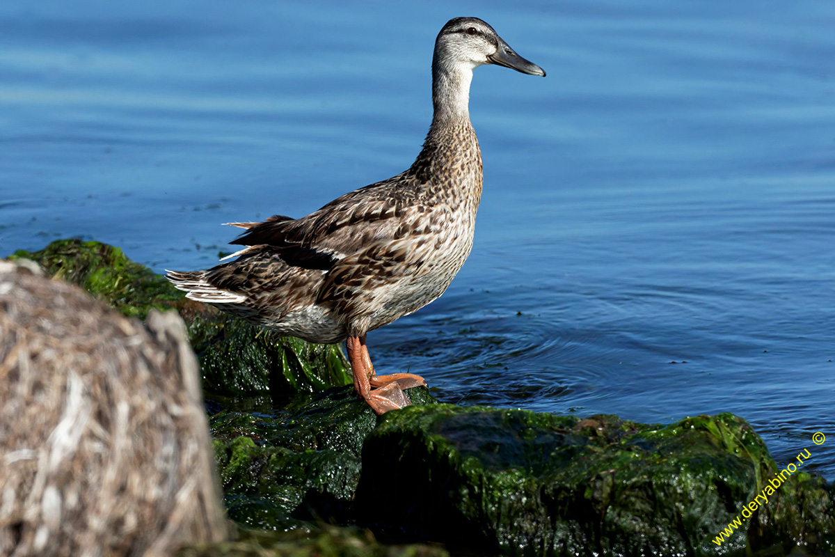 Серая утка Anas strepera Gadwall