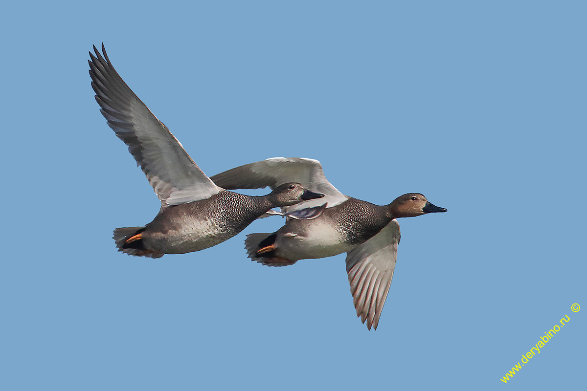 Серая утка Anas strepera Gadwall