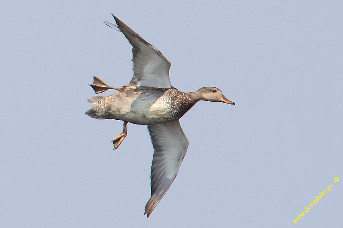 Серая утка Anas strepera Gadwall