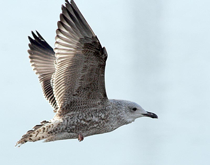   Larus argentatus Herring Gull