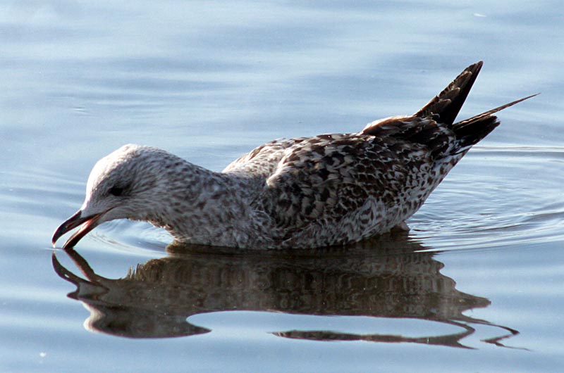   Larus argentatus Herring Gull