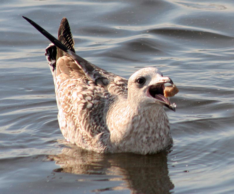   Larus argentatus Herring Gull