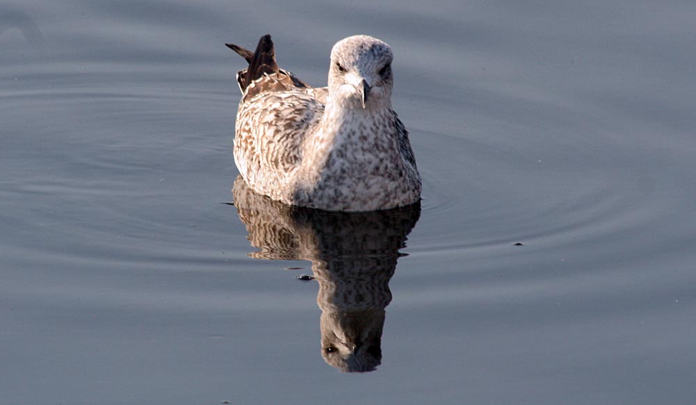   Larus argentatus Herring Gull