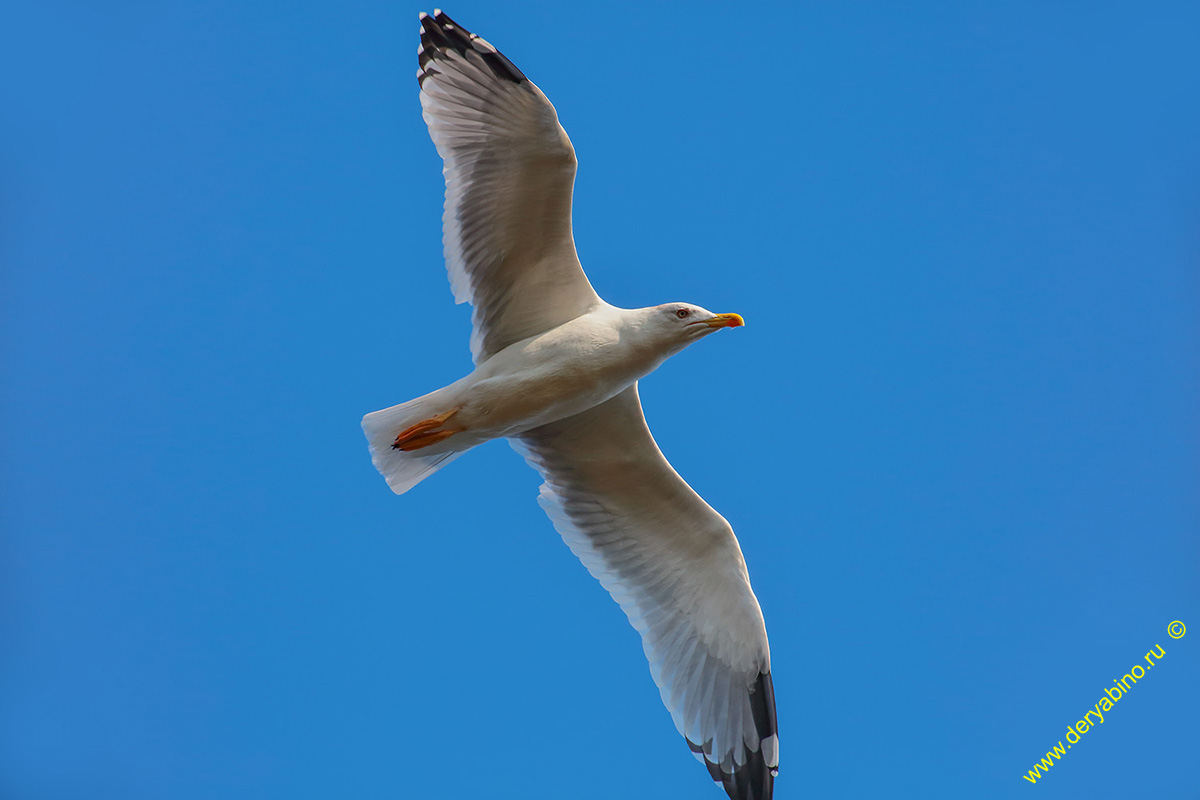   Larus argentatus Herring Gull