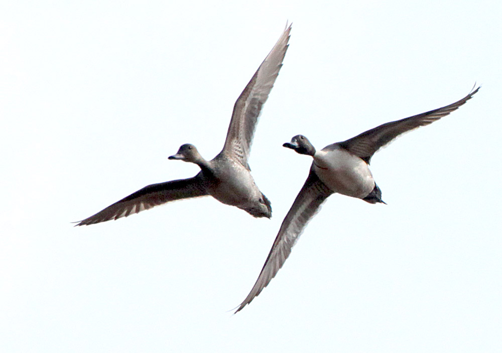  Anas acuta Northern Pintail