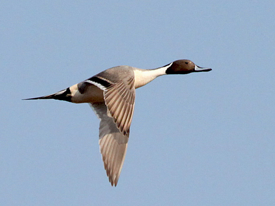  Anas acuta Northern Pintail