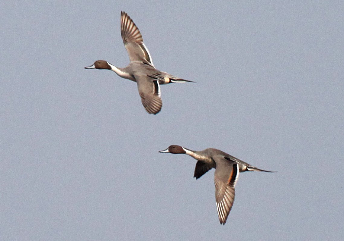  Anas acuta Northern Pintail