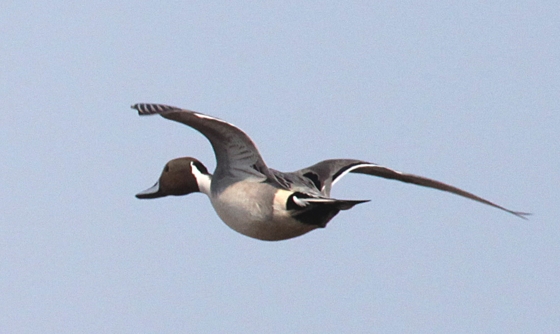  Anas acuta Northern Pintail