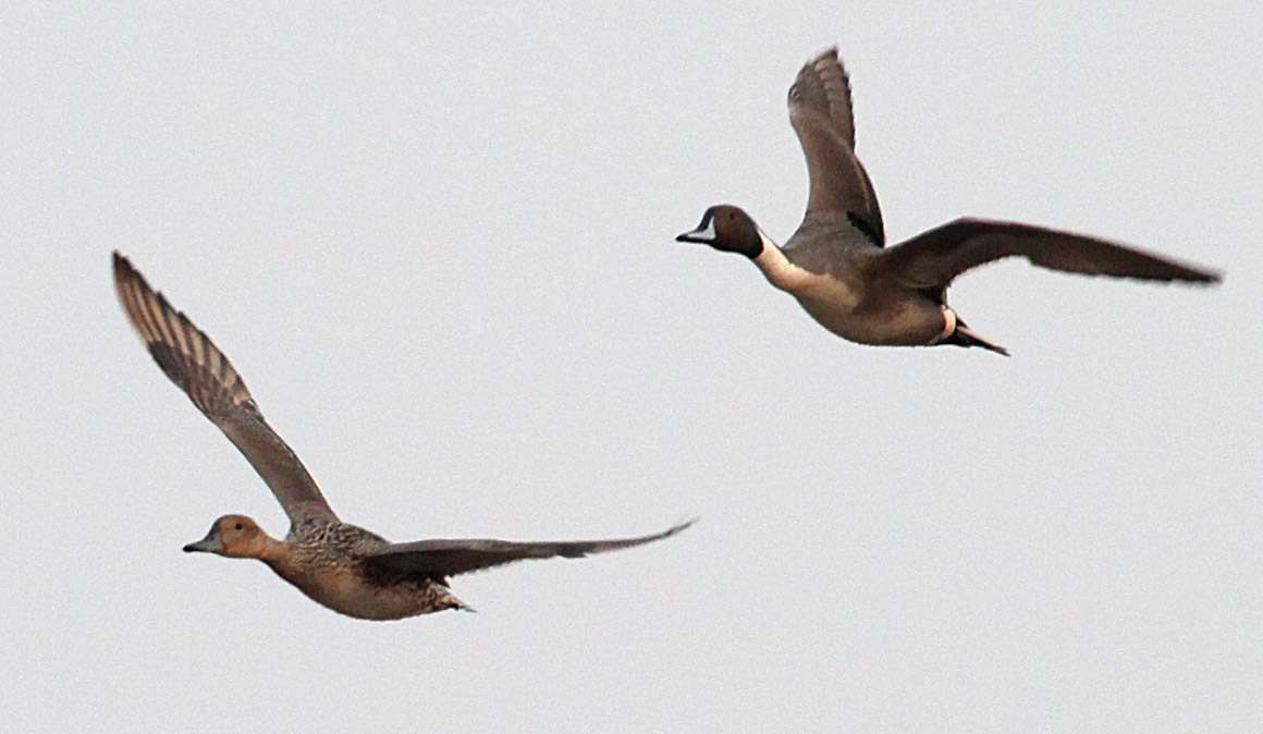  Anas acuta Northern Pintail