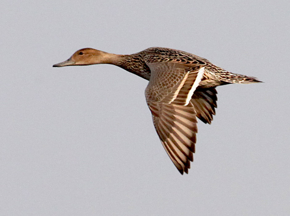  Anas acuta Northern Pintail