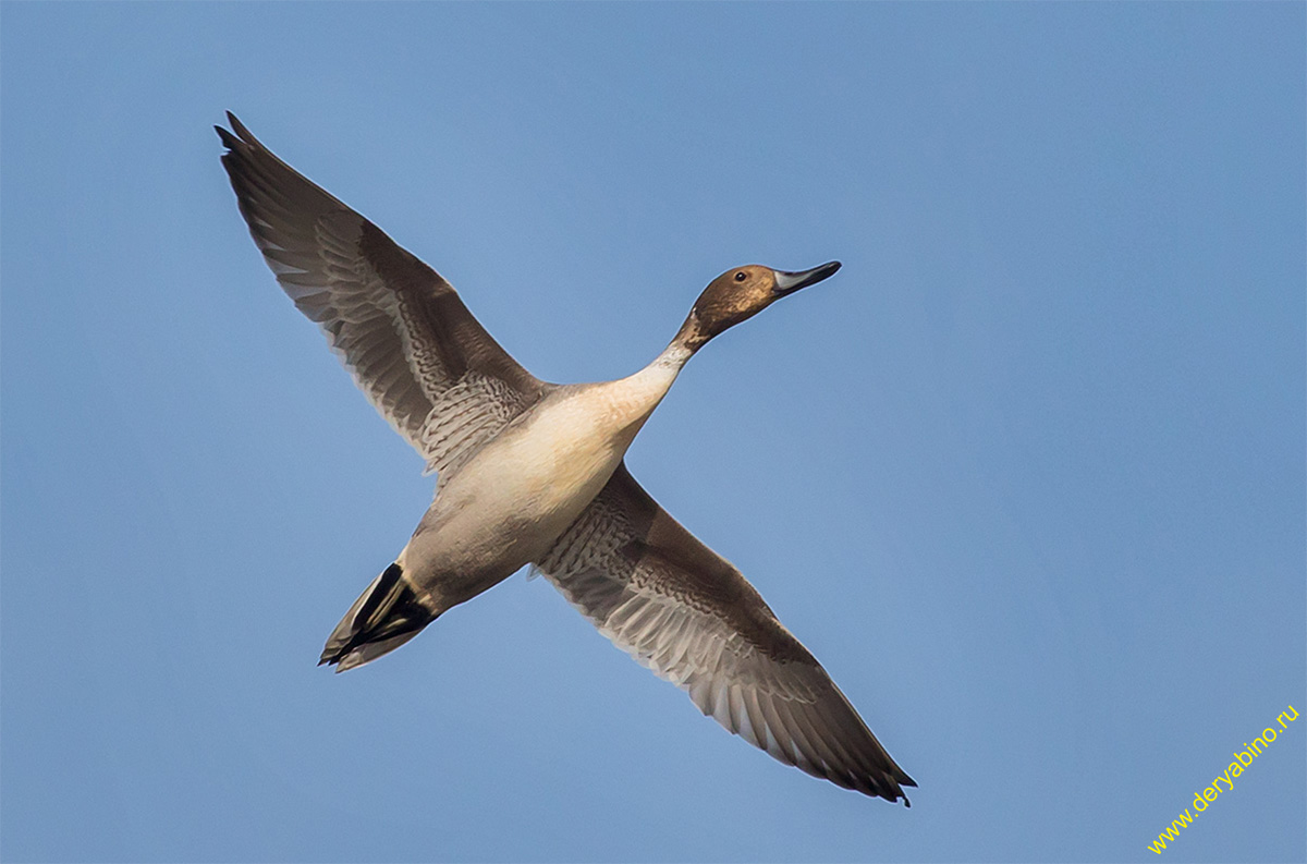  Anas acuta Northern Pintail