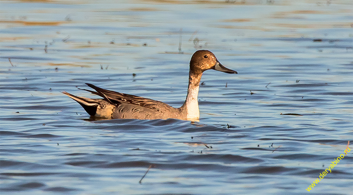  Anas acuta Northern Pintail