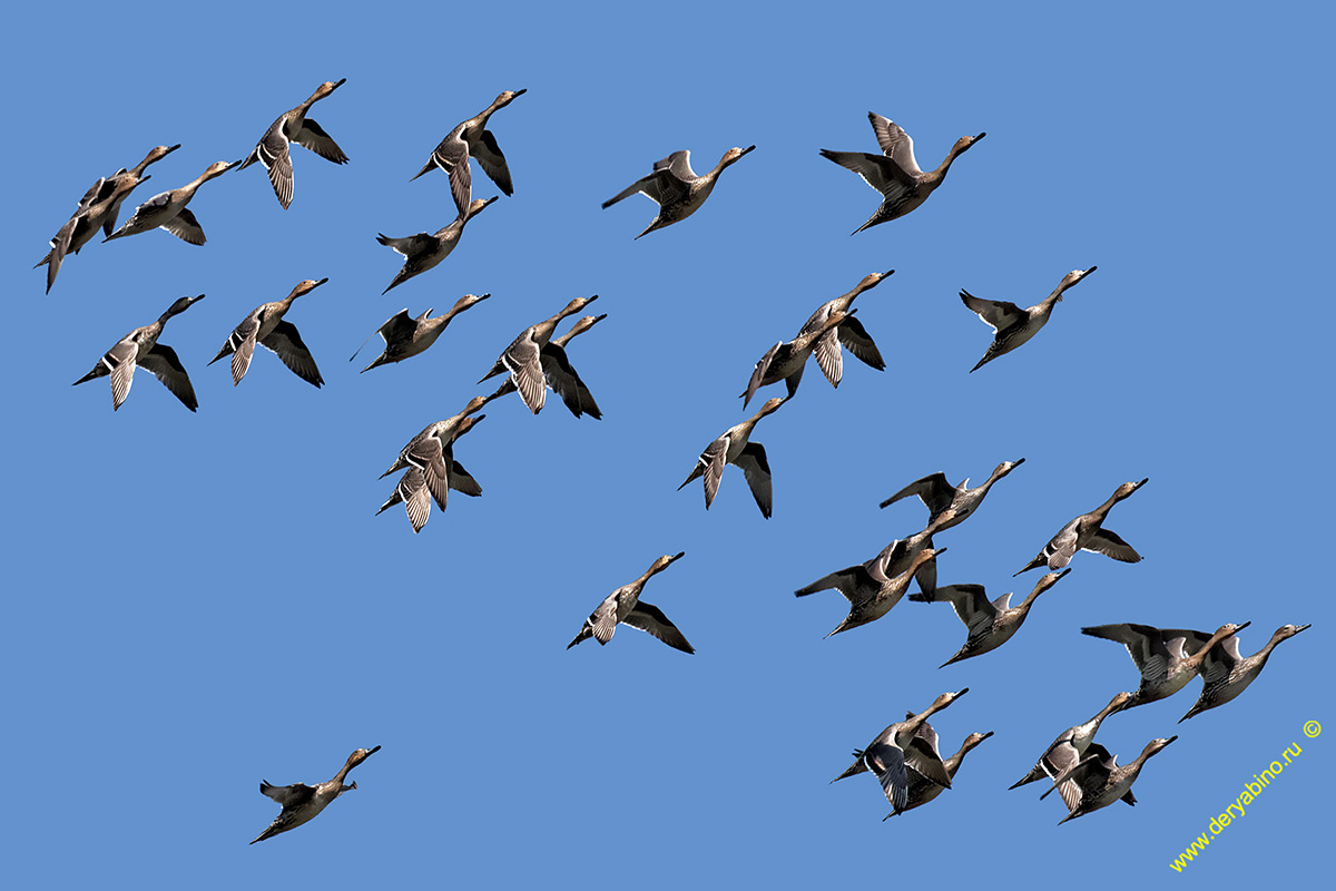  Anas acuta Northern Pintail