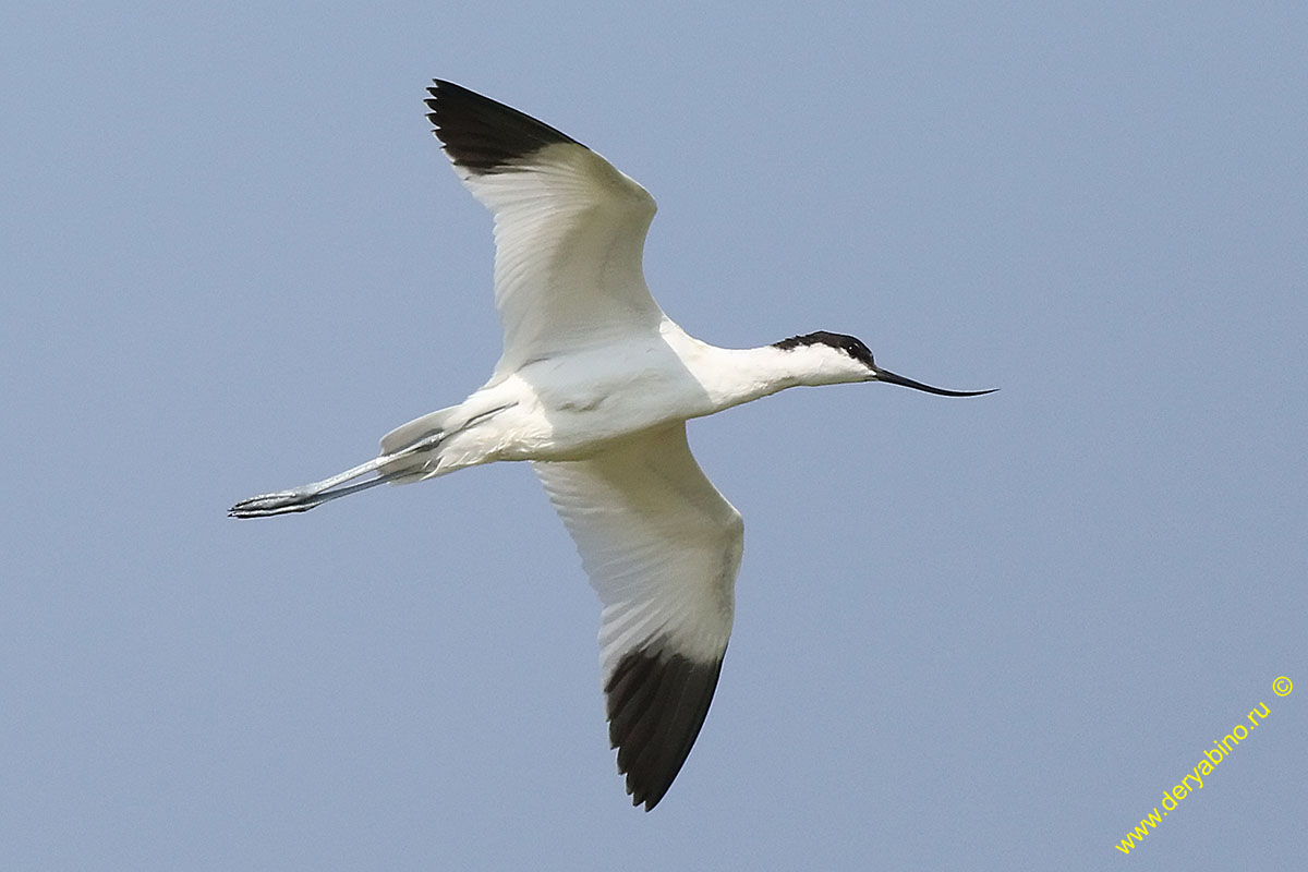 Шилоклювка Recurvirostra avosetta Pied avocet