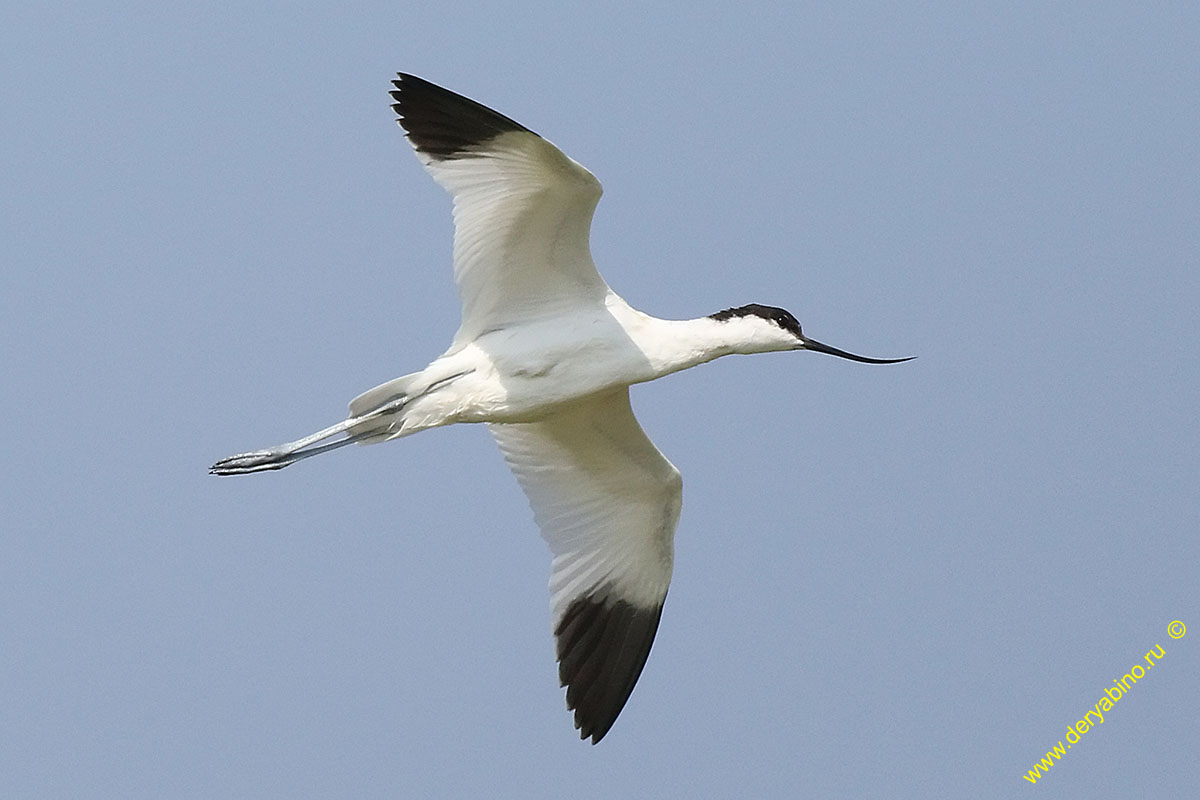  Recurvirostra avosetta Pied avocet