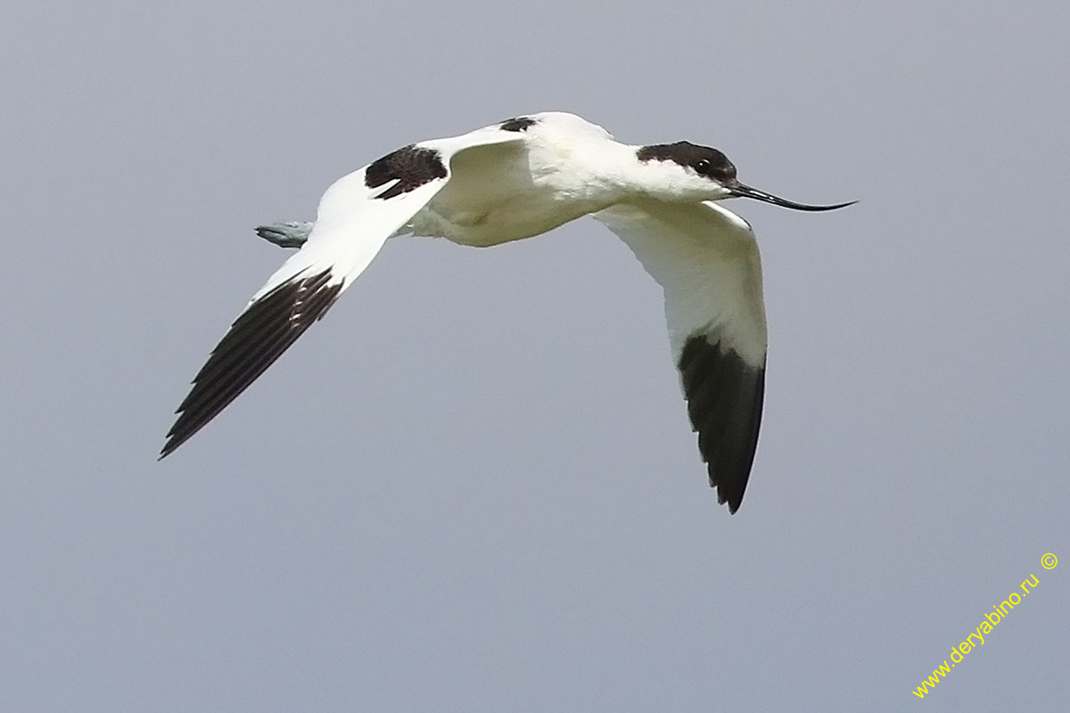 Шилоклювка Recurvirostra avosetta Pied avocet
