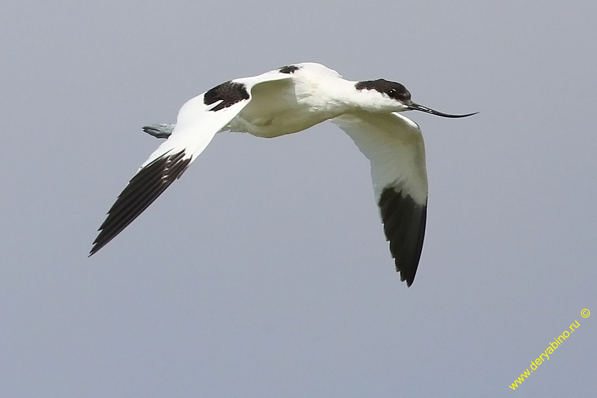  Recurvirostra avosetta Pied avocet