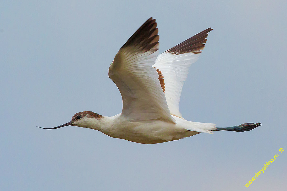 Шилоклювка Recurvirostra avosetta Pied avocet