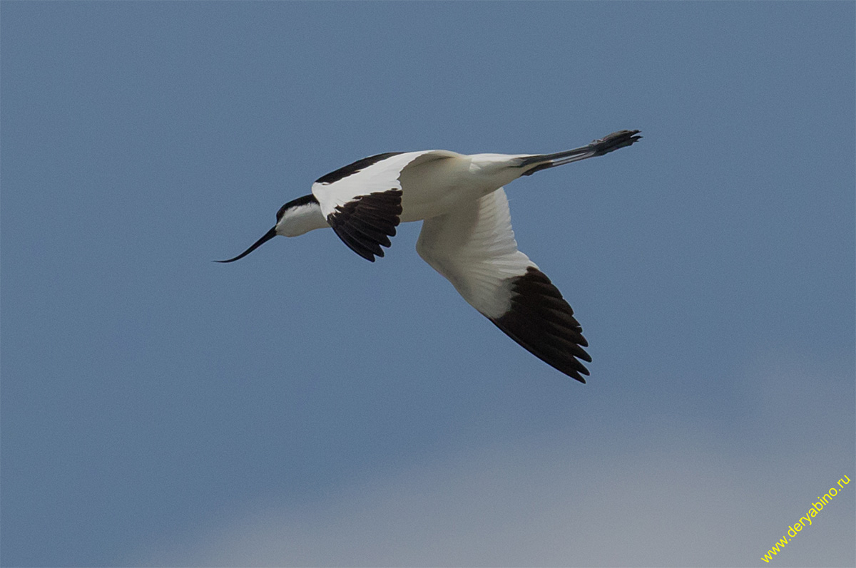 Шилоклювка Recurvirostra avosetta Pied avocet