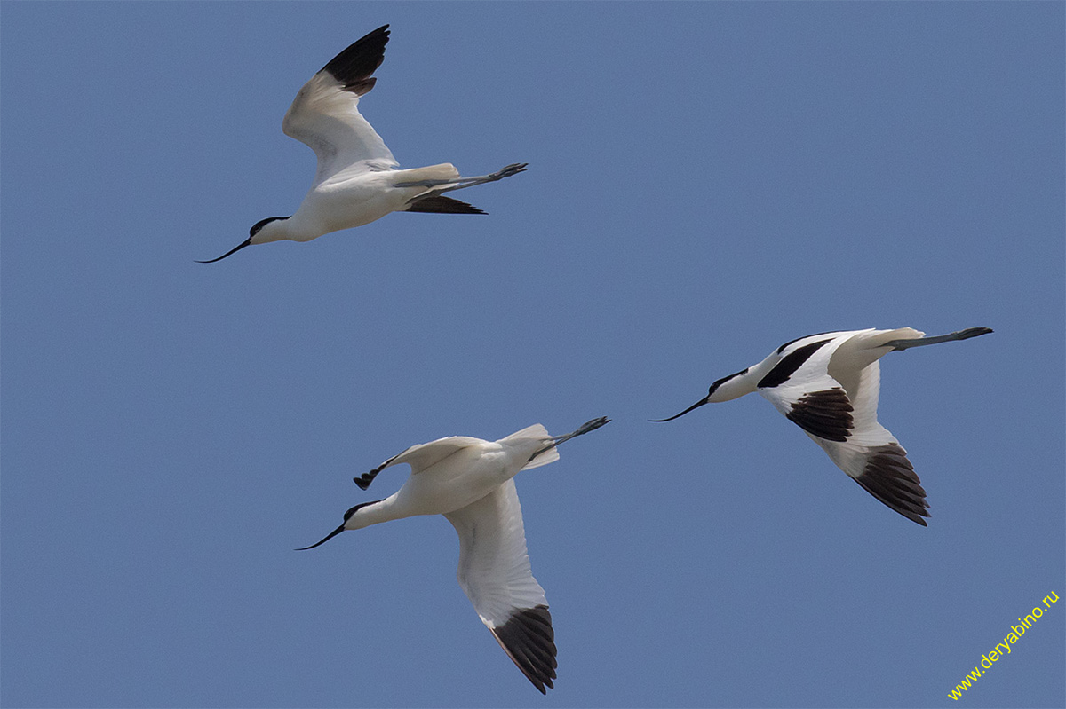 Шилоклювка Recurvirostra avosetta Pied avocet
