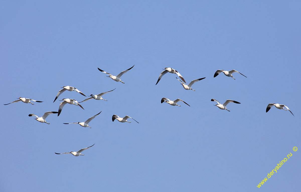 Шилоклювка Recurvirostra avosetta Pied avocet