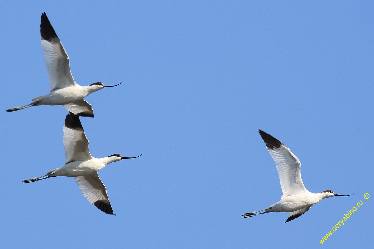 Шилоклювка Recurvirostra avosetta Pied avocet
