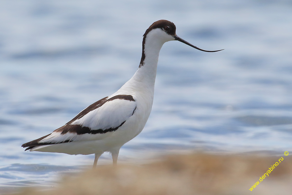  Recurvirostra avosetta Pied avocet