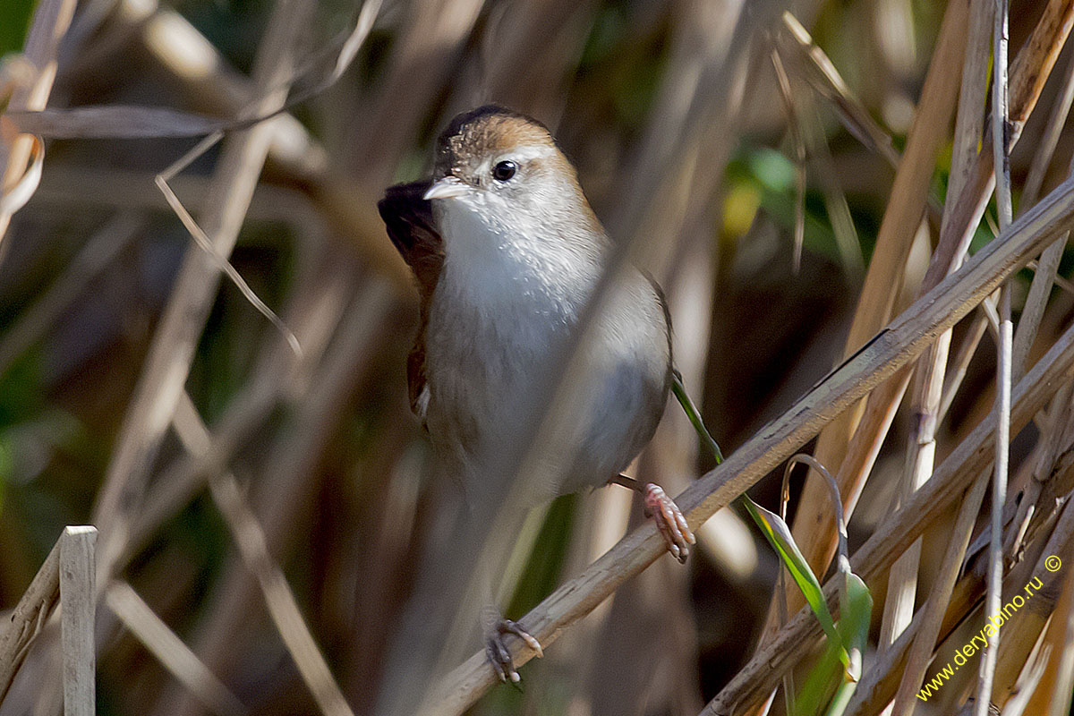   Cettia cetti Cetti's warbler