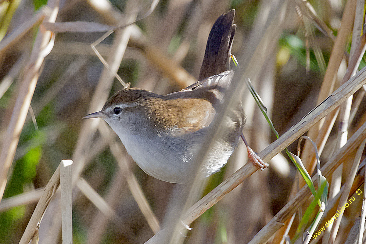   Cettia cetti Cetti's warbler