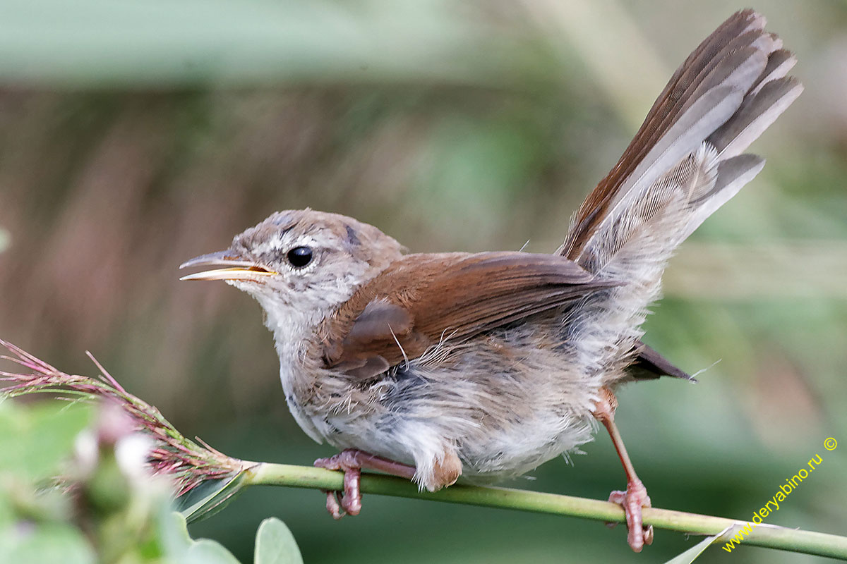   Cettia cetti Cetti's warbler