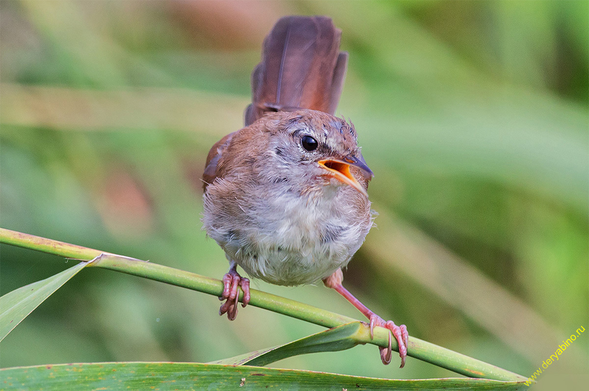   Cettia cetti Cetti's warbler