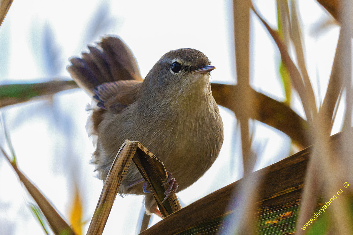   Cettia cetti Cetti's warbler