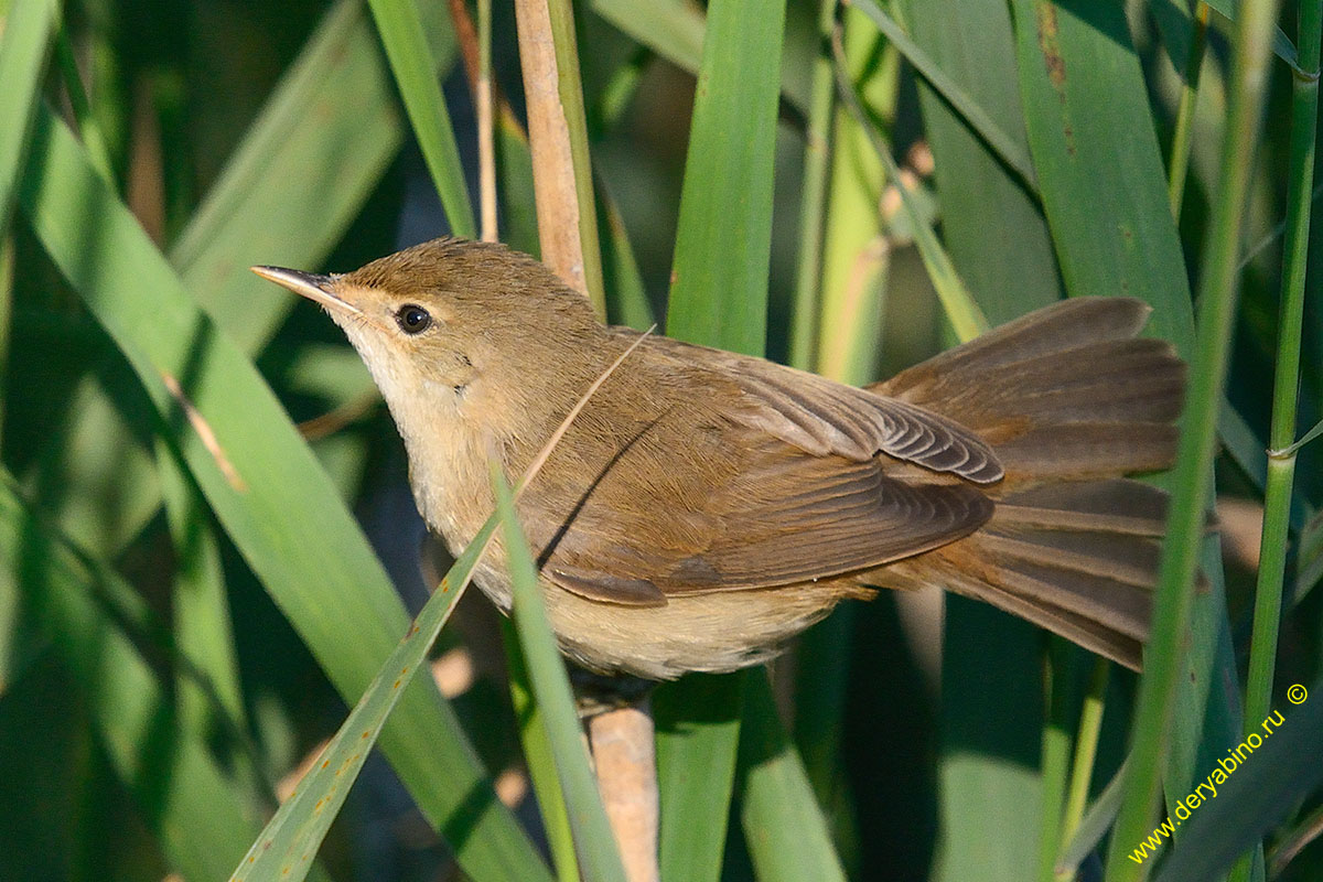   Cettia cetti Cetti's warbler