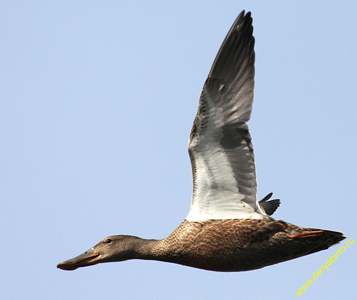  Anas clypeata Northern Shoveler