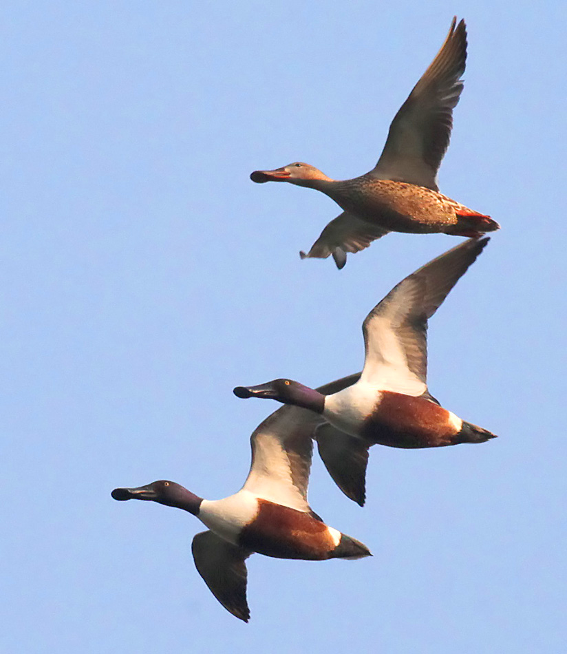  Anas clypeata Northern Shoveler