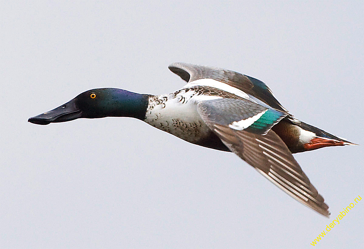  Anas clypeata Northern Shoveler