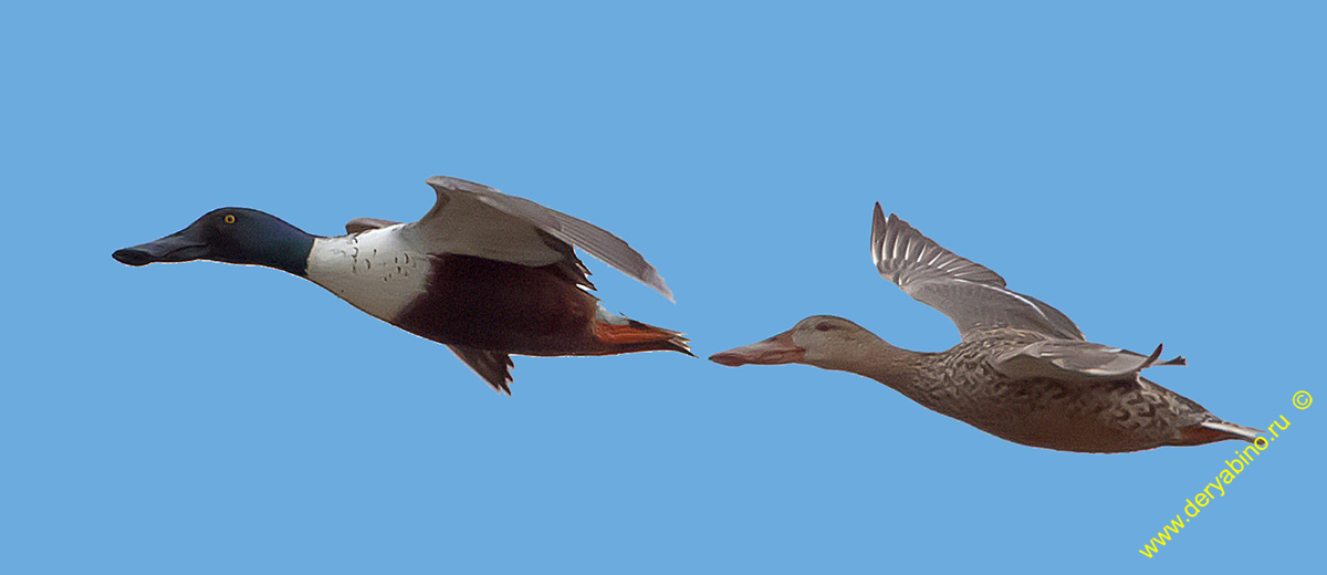  Anas clypeata Northern Shoveler