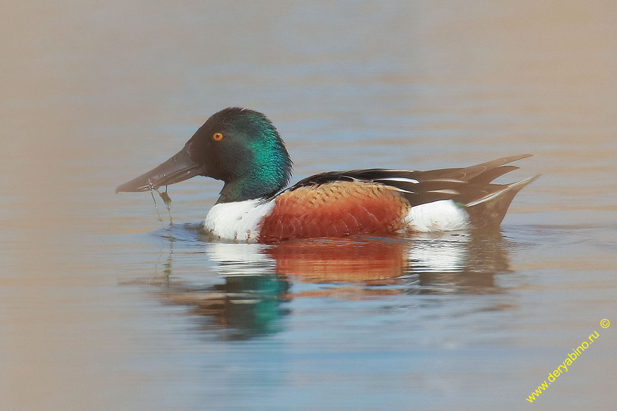  Anas clypeata Northern Shoveler