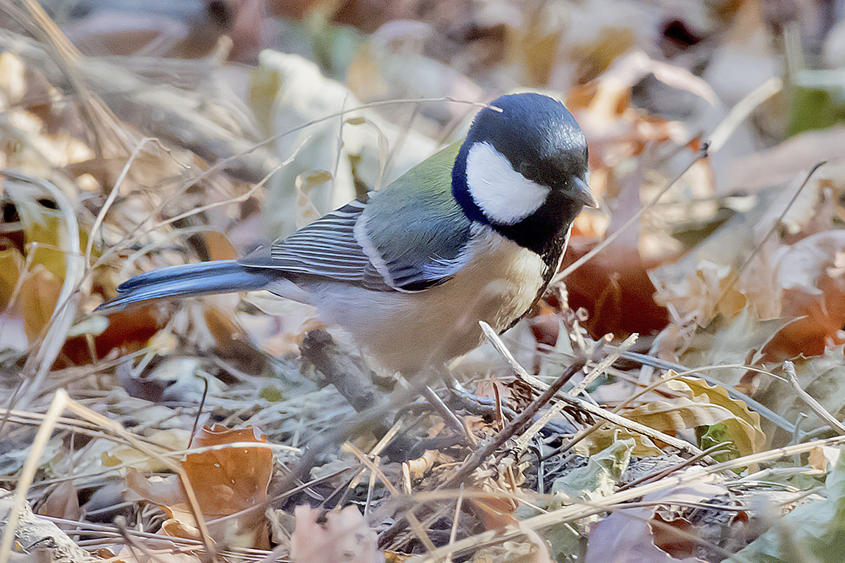    Parus minor Japanese tit