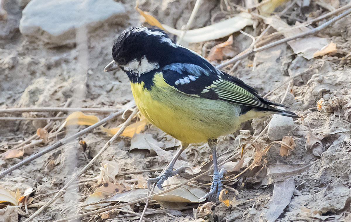   Parus venustulus Yellow-bellied tit