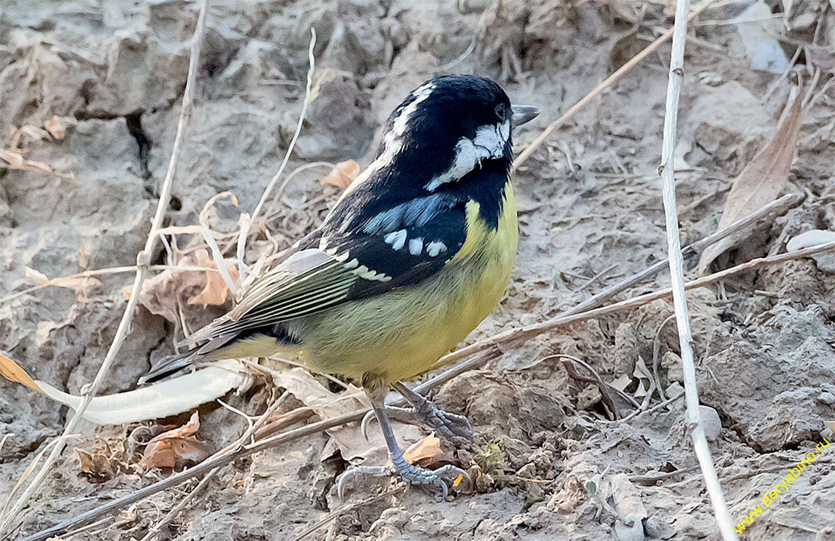   Parus venustulus Yellow-bellied tit