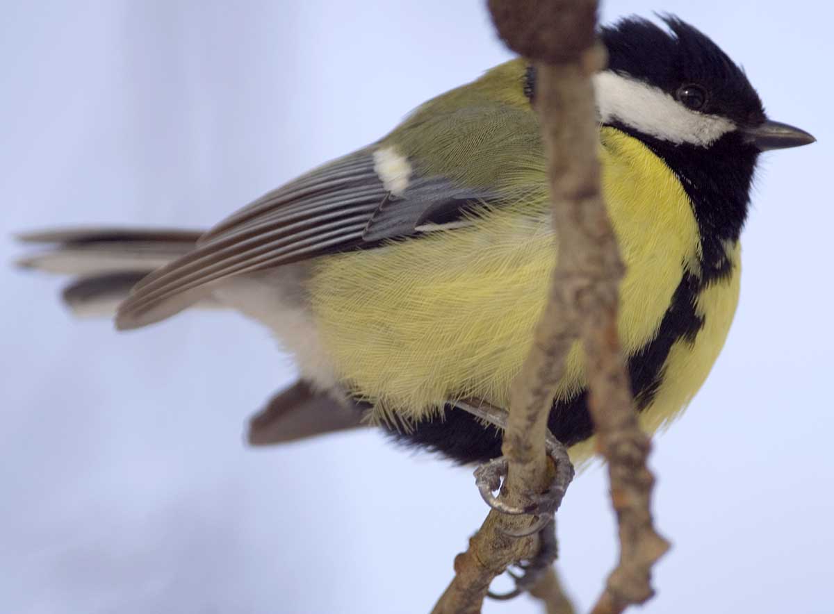  Parus major Great Tit