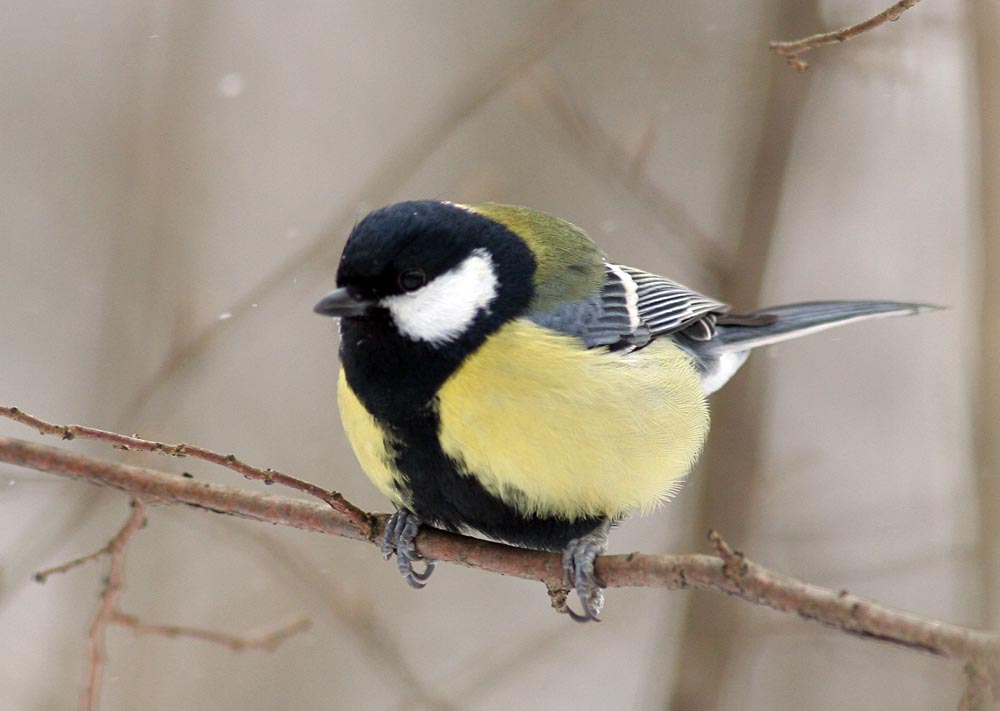  Parus major Great Tit