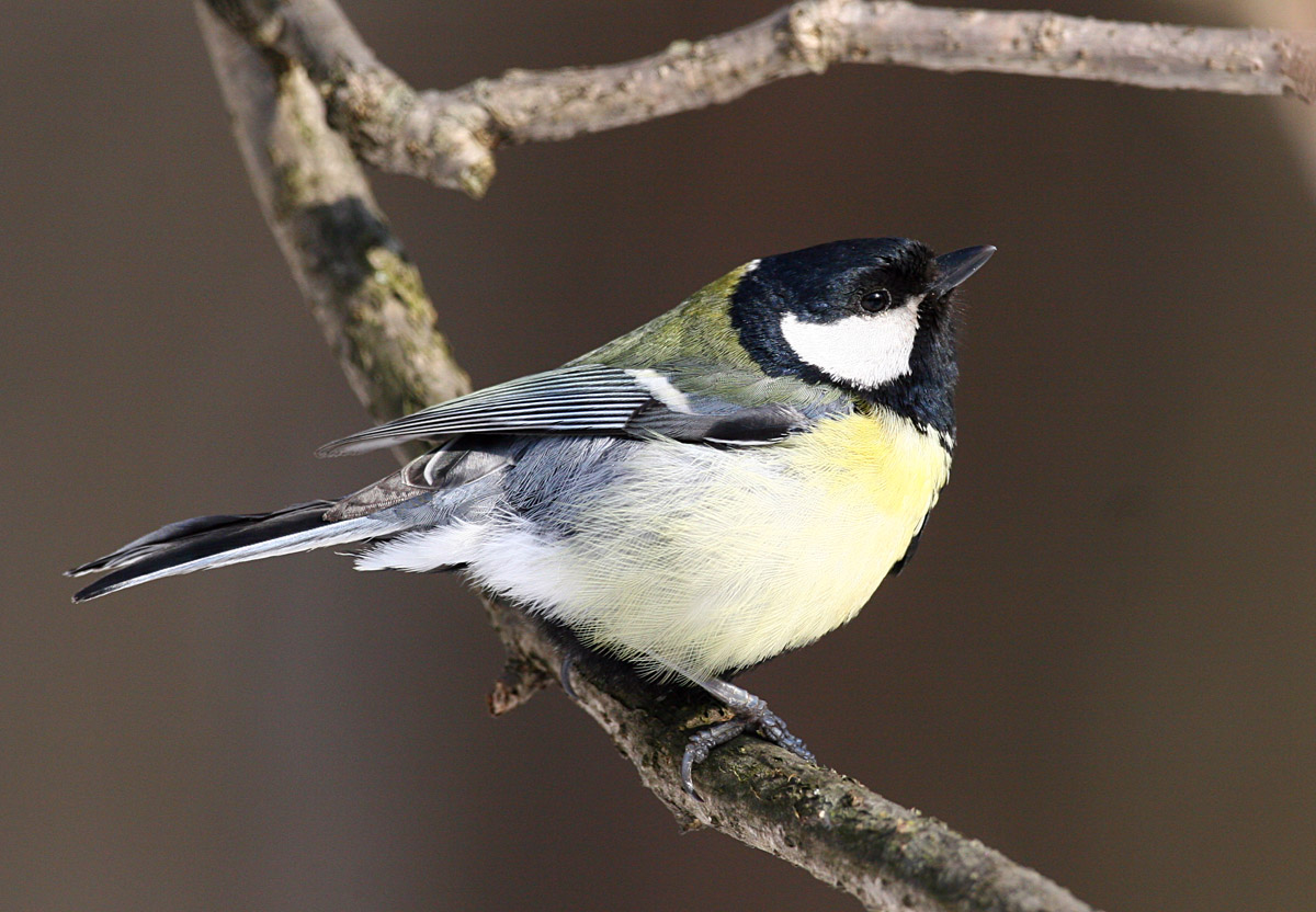  Parus major Great Tit