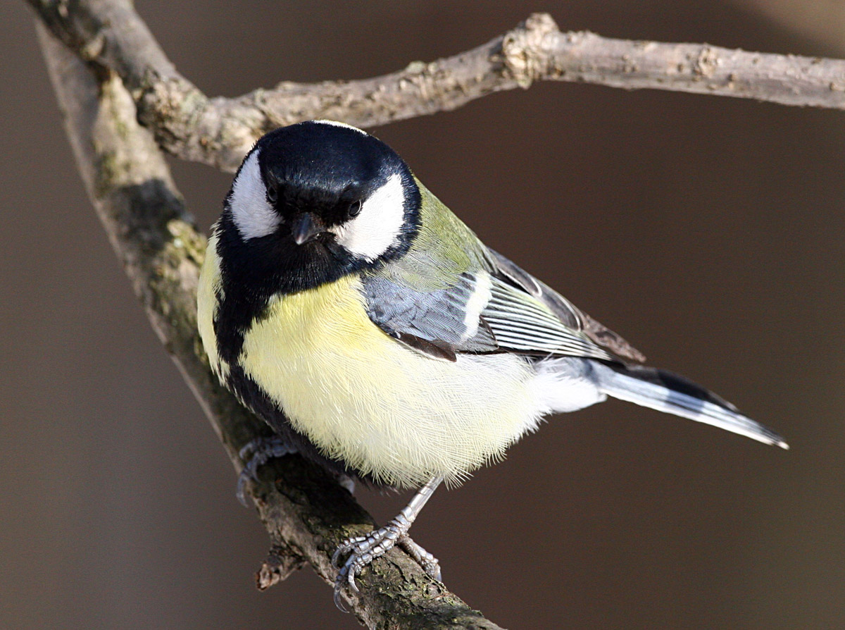  Parus major Great Tit