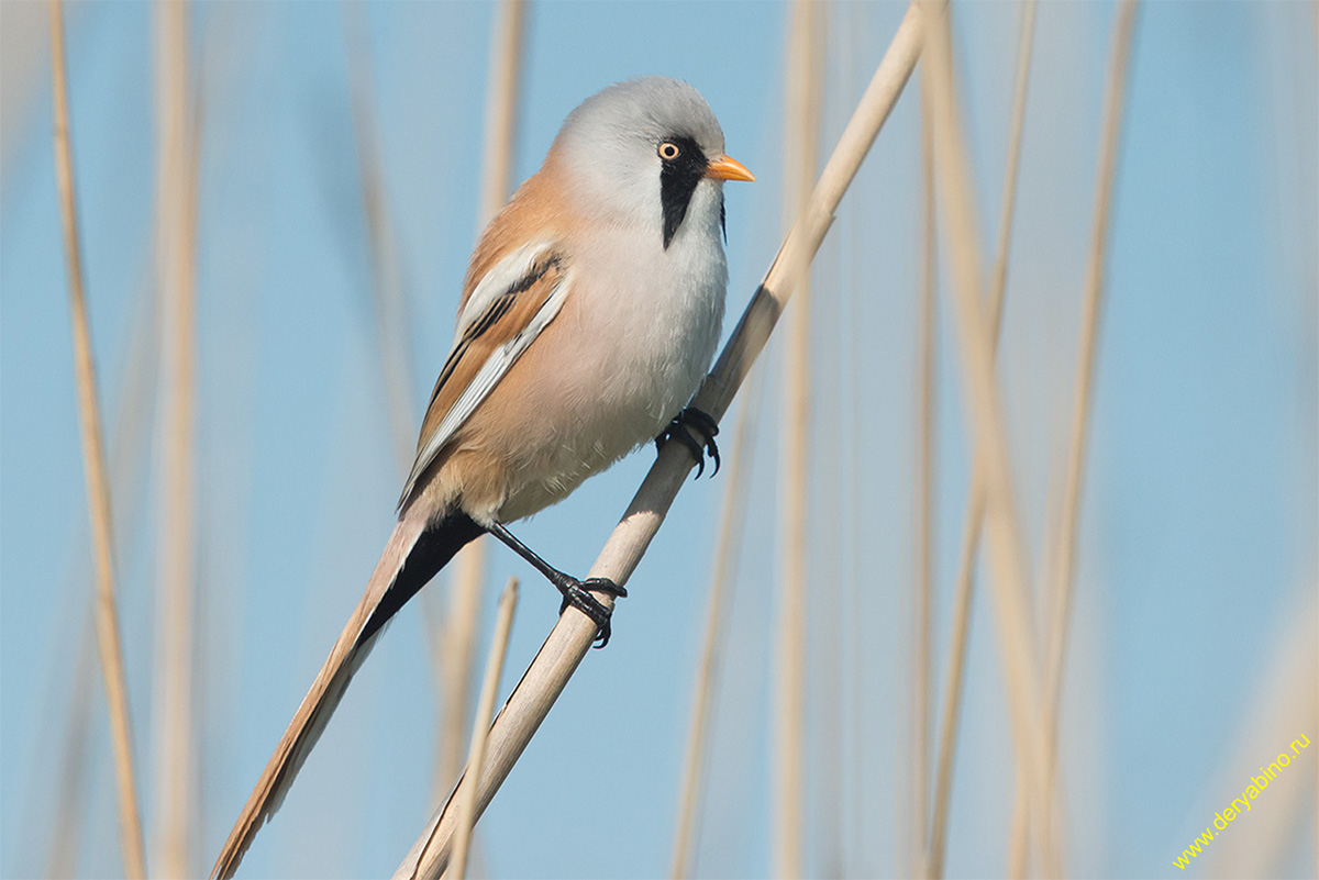   Panurus biarmicus Bearded reedling