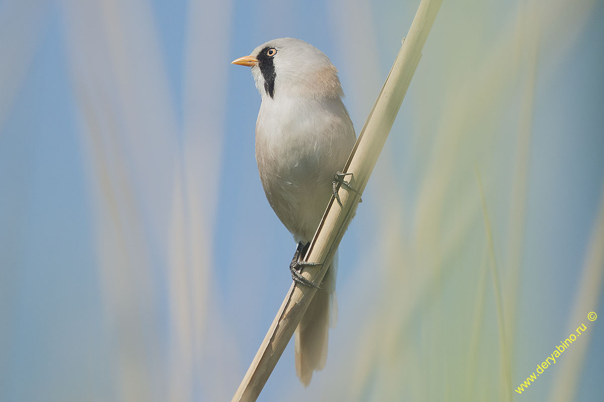   Panurus biarmicus Bearded reedling